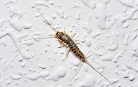 silverfish on wall