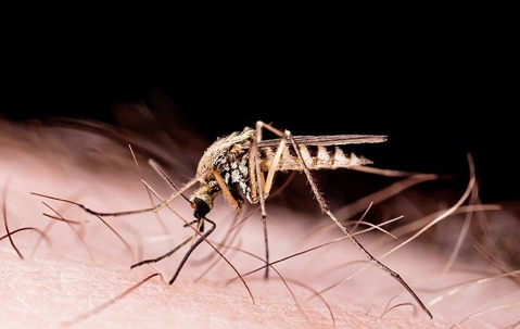 a mosquito biting human skin