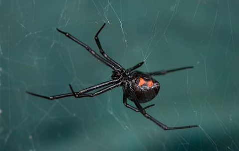 black widow in web