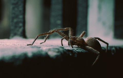 a house spider crawling in a dark basement