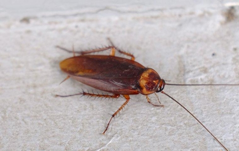 cockroach on wall