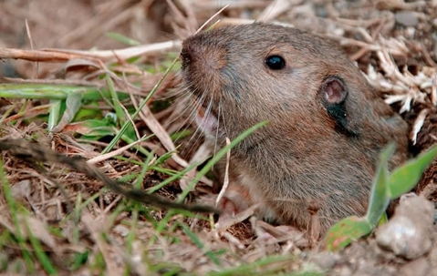 gopher with head out of ground