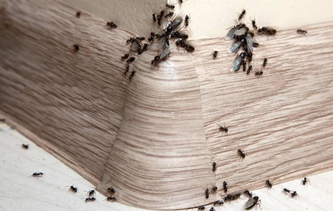 an ant infestation in a home