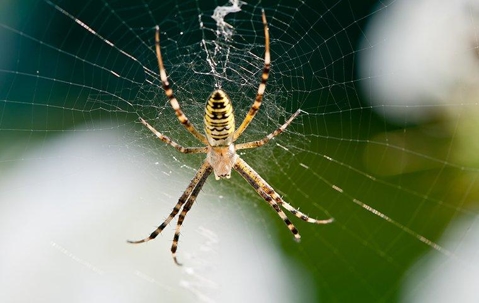 an orb weaver spider crawling in its web