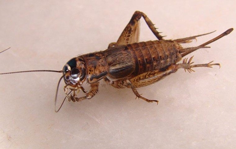 a camel cricket crawling in a house