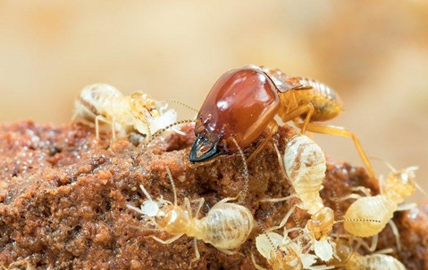 termite on wood