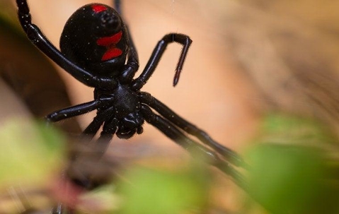 black widow in a web