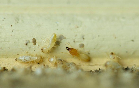 termites chewing wood