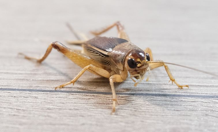 Crickets