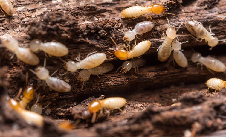 Termites
